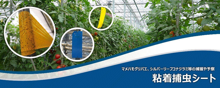 粘着捕虫シート