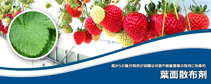 葉面散布剤