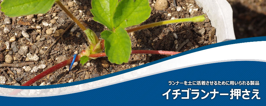 イチゴランナー押さえ
