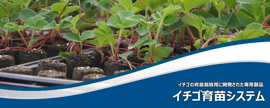 イチゴ育苗システム