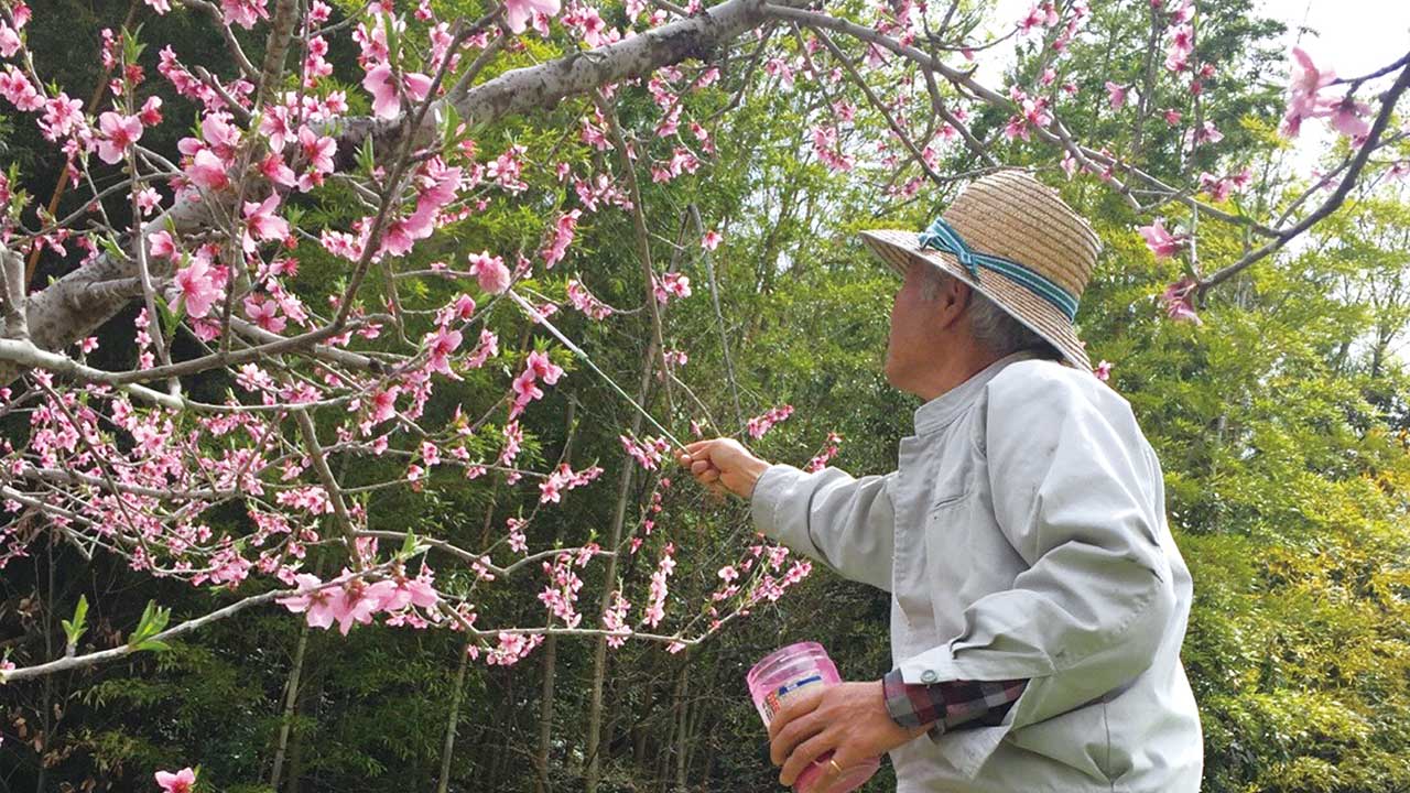 桃の受粉作業
