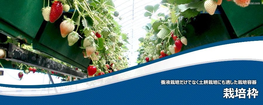 栽培枠