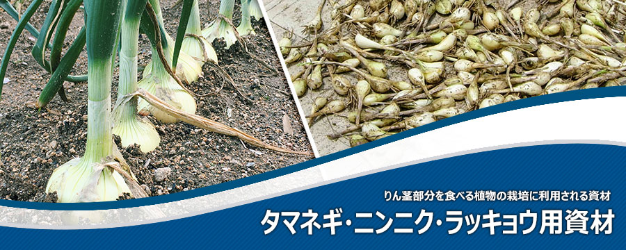 タマネギ・ニンニク・ラッキョウ用資材